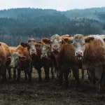 Rosyjska, szalona masakra krów. Co się dzieje na Syberii?