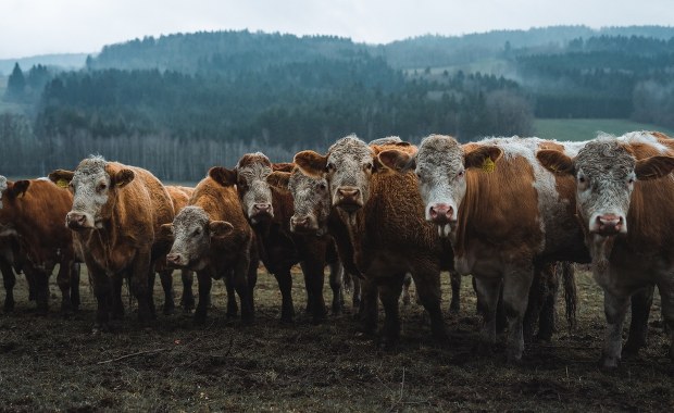 Rosyjska, szalona masakra krów. Co się dzieje na Syberii?
