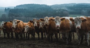 Rosyjska, szalona masakra krów. Co się dzieje na Syberii?