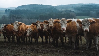 Rosyjska, szalona masakra krów. Co się dzieje na Syberii?