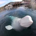 Rosyjski wieloryb pływa u wybrzeży Norwegii. Ma powstać dla niego rezerwat