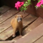 Syberia Rosyjskie drapieżniki są już w Polsce. Dotarły do nas przez Niemcy