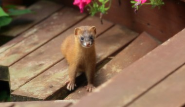 Rosyjskie drapieżniki są już w Polsce. Dotarły do nas przez Niemcy