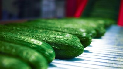 Rosyjskie ogórki zalewają Polskę. To problem dla całej UE