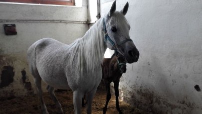 Roszady w państwowych stadninach koni arabskich. Pracę ma stracić prezes ośrodka w Michałowie
