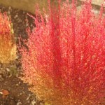 Równie piękna, a bardziej odporna niż wrzosy. Cieszy oko znacznie dłużej