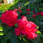 Róż ogrodowych pozazdroszczą ci wszyscy sąsiedzi. Wystarczy, że zastosujesz tę odżywkę