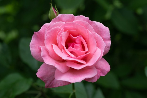 Róża Królowej Elżbiety II została wyhodowana w 1953 roku. /Uniwersytet Przyrodniczy w Poznaniu /Materiały prasowe