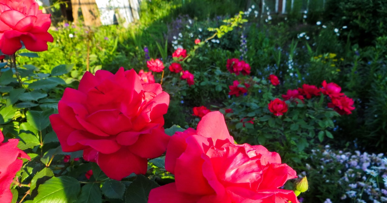 Róża ogrodowa będzie bujnie kwitła, jeśli odżywimy ją samodzielnie wykonanym nawozem. Do jego przygotowania przyda się olej rycynowy. /Pixel