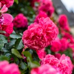 Róża pnąca Excelsa: Różana alternatywa dla bluszczu bez niszczenia ścian