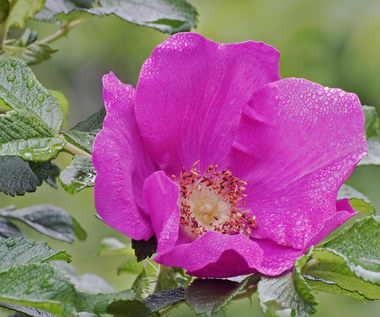 Róża pomarszczona: Roślina o wielu zastosowaniach