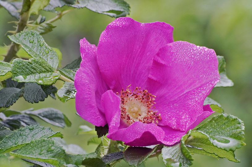 Róża pomarszczona to nie tylko roślina nie do zdarcia, ale także bardzo przyjemna w zapachu /123RF/PICSEL