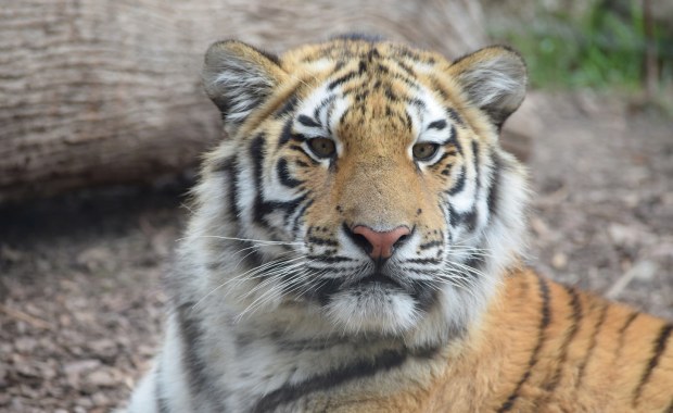 Rozbudowa płockiego zoo. Powstanie 6 nowych pawilonów