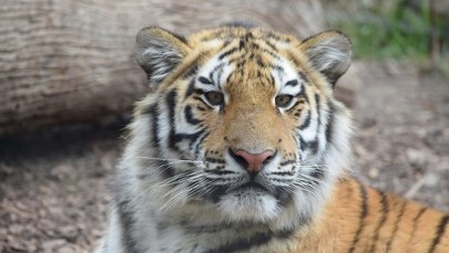 Rozbudowa płockiego zoo. Powstanie 6 nowych pawilonów