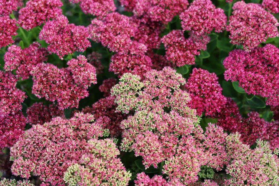 Rozchodnik okazały /Shutterstock