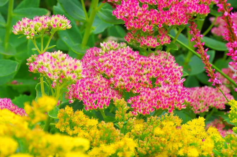 Citrus sedum is a herbaceous perennial plant with a height of 5-10 cm / 123RF / PICSEL