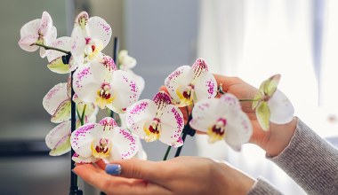 Rozcieńczam i spryskuję tym storczyka. Dzięki temu w końcu wypuszcza kwiaty