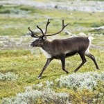 Rozdają złoto i mieszkania za darmo. Finlandia szuka nowych obywateli