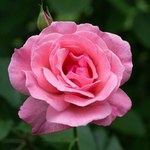 Róże Królowej Elżbiety II: Jak wyglądają? Gdzie można je zobaczyć? Skąd się wzięły?