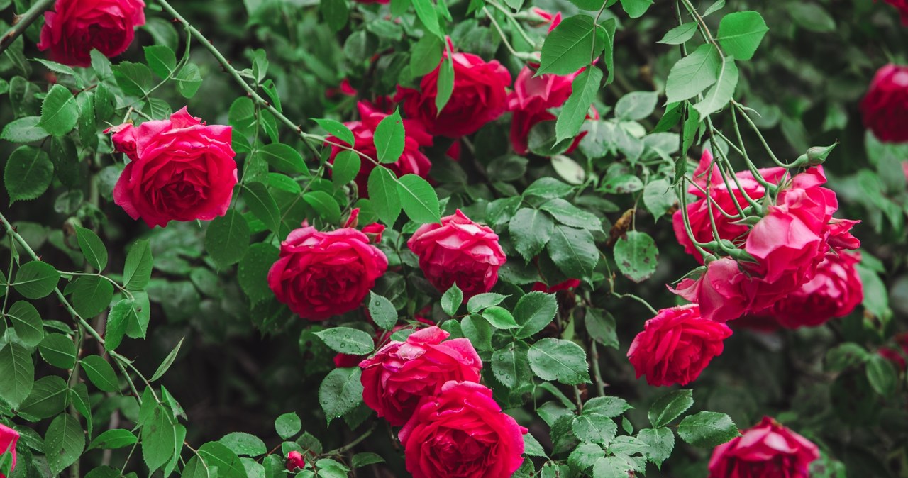 Róże mogą być niezwykłą ozdobą ogrodu. Jeśli właściwie o nie zadbamy, będą obficie kwitły aż do pierwszych przymrozków. /123RF/PICSEL