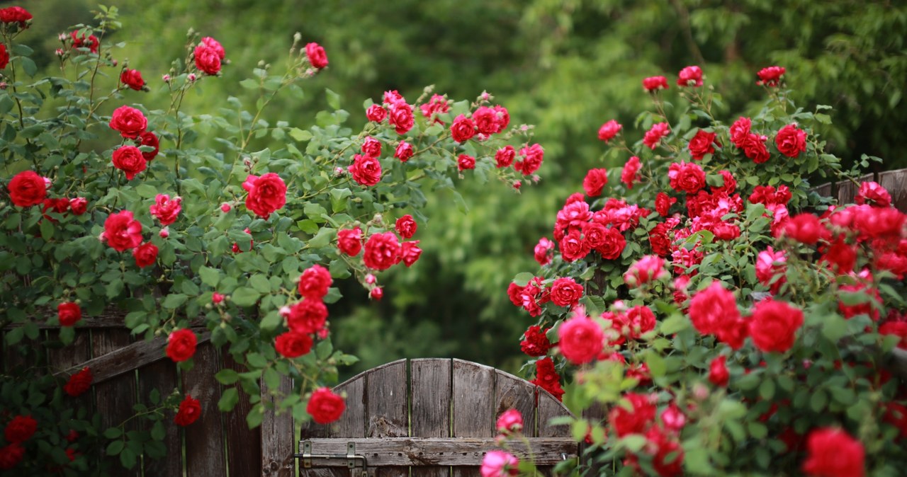 Róże pnące rambler doskonale nadają się na żywopłot. /Pixel