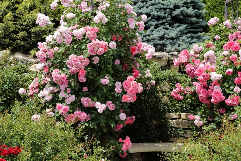 Róże to ulubione kwiaty wielu osób. Jeśli właściwie o nie zadbamy, odwdzięczą się pięknym wyglądem i będą ozdobą ogrodu. /123RF/PICSEL