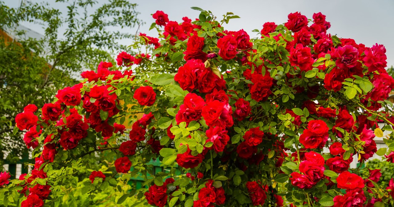 Róże uchodzą za najpiękniejsze kwiaty na świecie. Krzewy różane tracą jednak bardzo na uroku, gdy przekwitają. Co zrobić, gdy tak się stanie? Jeden ważny zabieg skłoni je do ponownego kwitnienia. /123RF/PICSEL