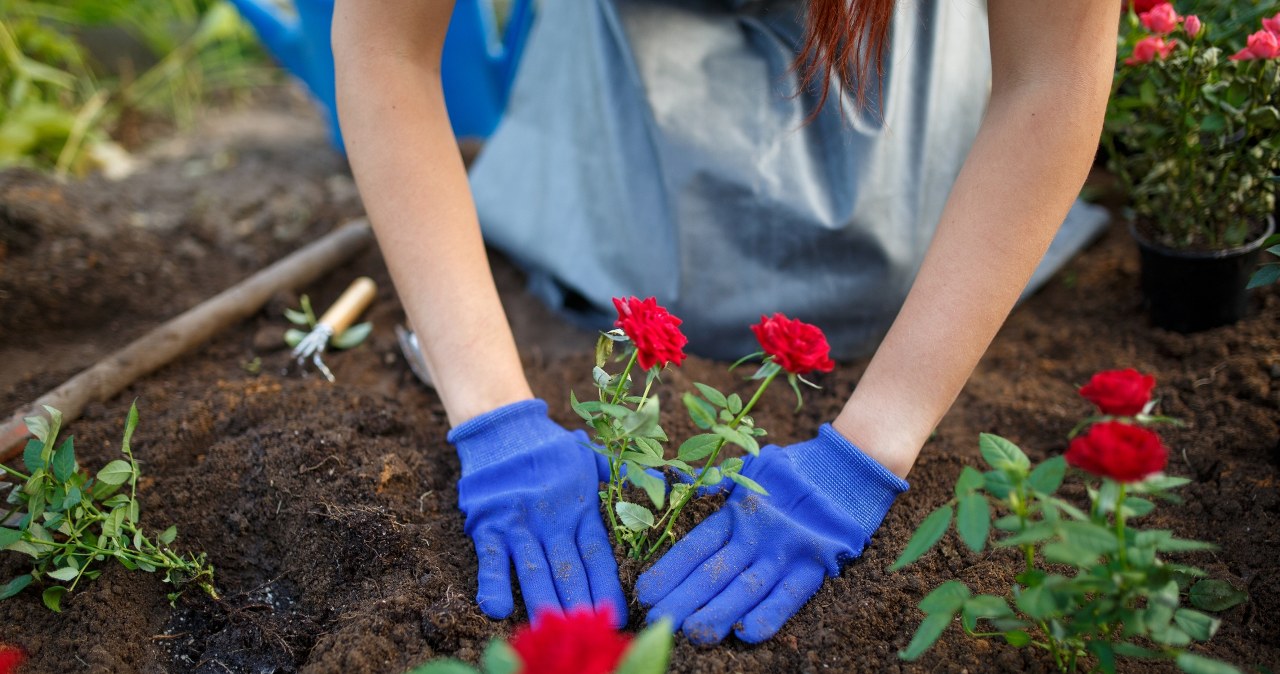 Róże w ogrodzie trzeba odpowiednio przygotować do nadejścia zimy. Istnieje pewien trik, który pomoże im przetrwać mrozy w dobrym zdrowiu. Wystarczy zakopać przy nich pewną rzecz. /Pixel