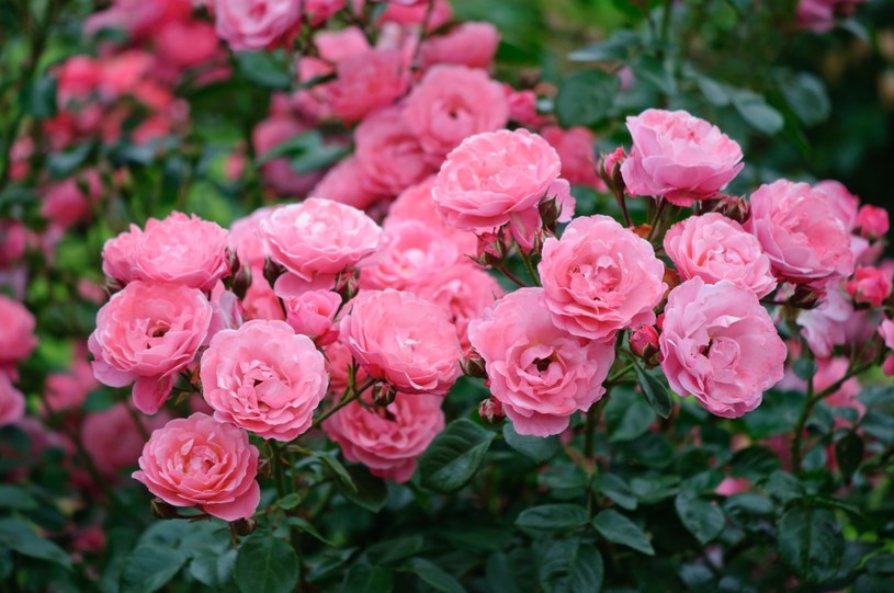 Róże zachwycą każdego /123RF/PICSEL