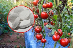 Rozgnieć i dodaj wodę. Oprysk z aspiryny sprawi, że pomidor obrodzi jak nigdy