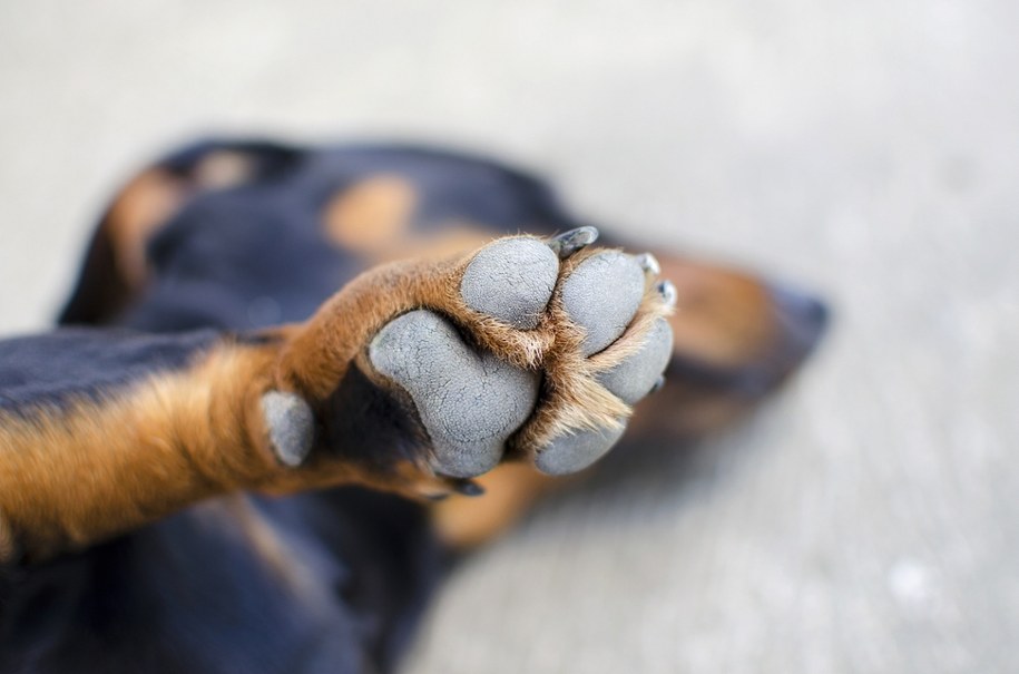 Rozgrzany chodnik może parzyć łapki Twojego Psa /Shutterstock