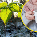 Rozgrzewająca herbata z pędów malin idealna na przeziębienie. Przypomnieli o niej leśnicy