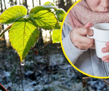 Rozgrzewająca herbata z pędów malin idealna na przeziębienie. Przypomnieli o niej leśnicy
