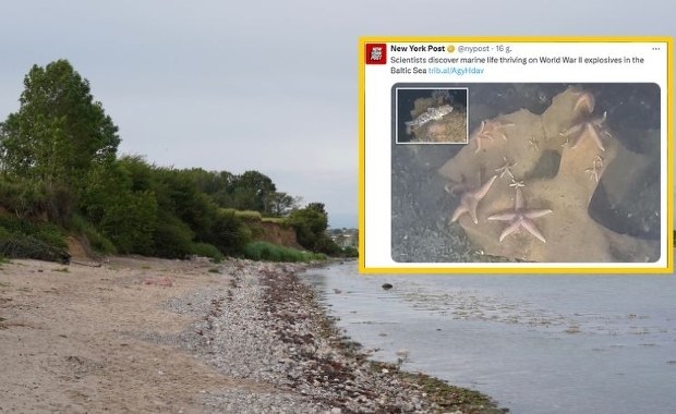 Rozgwiazdy na trotylu. Nazistowska broń skolonizowana