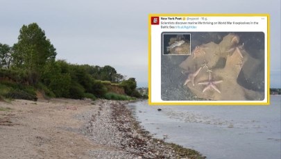 Rozgwiazdy na trotylu. Nazistowska broń skolonizowana