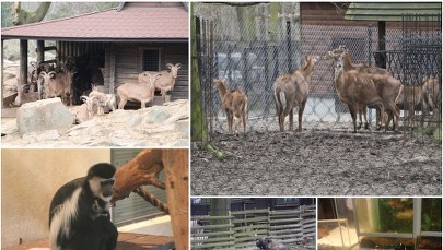 Rozkoszne maluchy. Baby boom w krakowskim zoo
