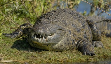 Rozkroili krokodyla liczącego 3 tys. lat. W środku było coś zaskakującego