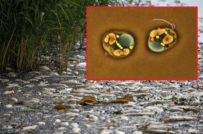 Rozkwit "złotych alg" najprawdopodobniej doprowadził do katastrofy w Odrze /ROBERT STACHNIK/REPORTER / SCIENCE SOURCE /East News