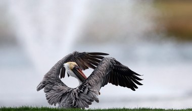 Rozległo się pukanie do drzwi. O pomoc poprosił pelikan