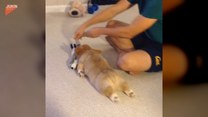 Rozleniwiony corgi w akcji. Zabawne!