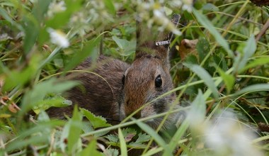 Rozmnażają i uwalniają rzadkie zajęczaki. Brzmi groźnie, ale jest powód 