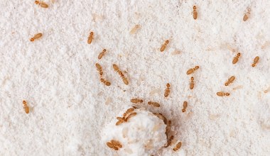 Rozmnażają się w domach błyskawicznie. Gdy je zauważysz, reaguj natychmiast