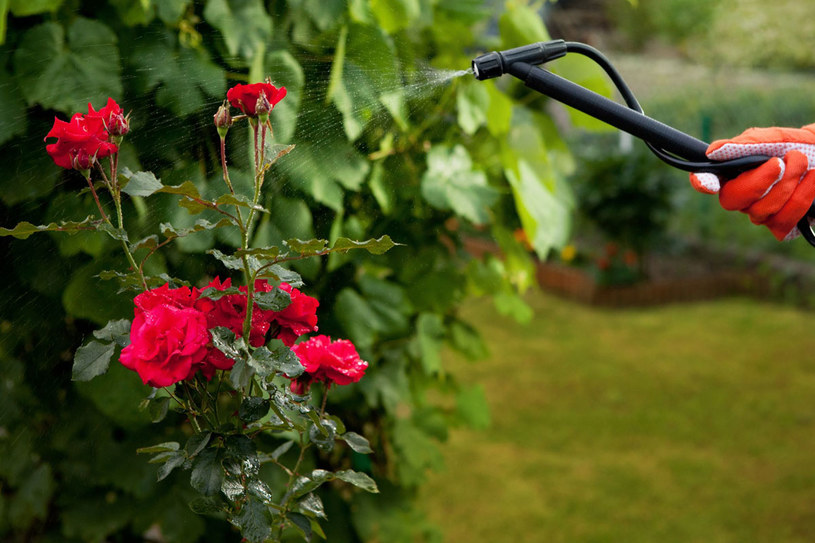 Rozmnażając róże w lipcu, zwiększymy ich odporność /123RF/PICSEL