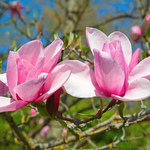 Rozmnażanie magnolii jesienią
