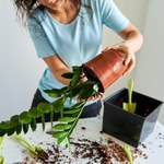 Rozmnażanie zamiokulkasa. Jak rozmnożyć roślinę z liści, bulwy i łodygi?