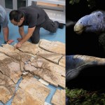 Różne rzeczy znajdowano na ciele dinozaurów. To jest coś nowego