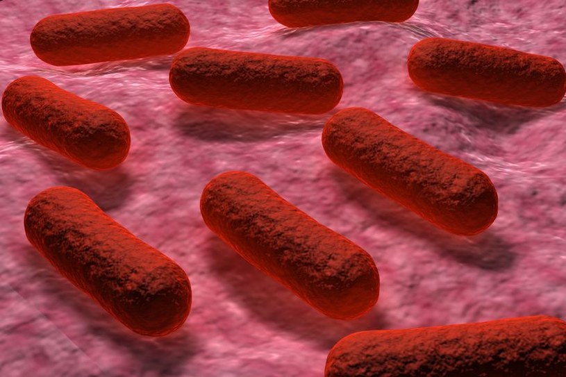 Różne szczepy E.coli mogą chronić się nawzajem /123RF/PICSEL