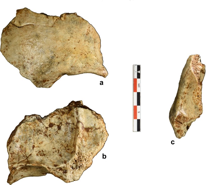 Różne widoki fragmentu czaszki z Tam Pà Ling w Laosie /Freidline, S.E. et al. Early presence of Homo sapiens..., Nat Commun 14/CC BY 4.0 /materiał zewnętrzny