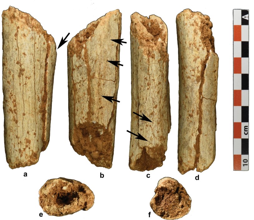 Różne widoki fragmentu kości piszczelowej z Tam Pà Ling w Laosie /Freidline, S.E. et al. Early presence of Homo sapiens..., Nat Commun 14/CC BY 4.0 /materiał zewnętrzny