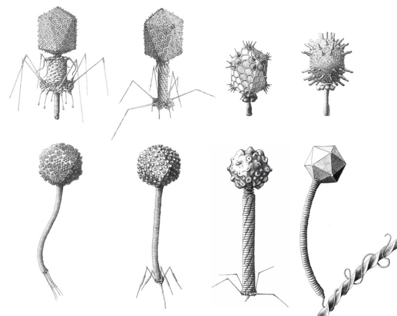 Różne wirusy ogoniaste - Caudovirales. Po napotkaniu bakterii gospodarza, część ogonowa takiego bakteriofaga wiąże się z receptorami na powierzchni komórki i dostarcza do niej DNA za pomocą mechanizmu podobnego do iniekcji /Ben Darby /Wikimedia